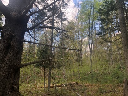 NY land for sale - western Adirondacks