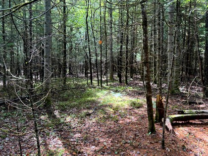 Adirondack riverfront land for sale