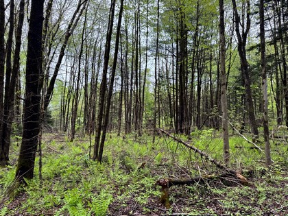 NY land for sale Tug Hill