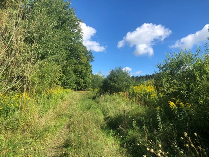 Land for sale Southern Tier NY hunting land