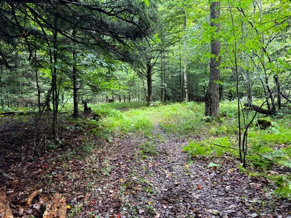 Adirondack land for sale