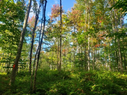 NY hunting land for sale in Lewis NY