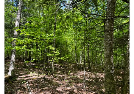 Adirondack land for sale