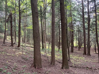 NY land for sale Catskills area