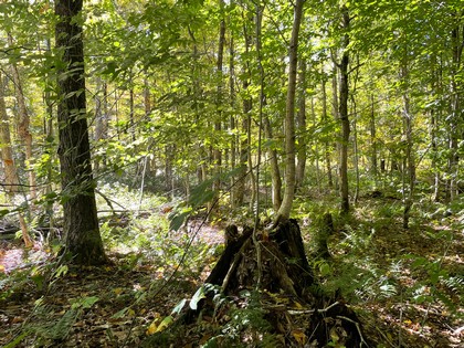 NY land for sale near Adirondacks