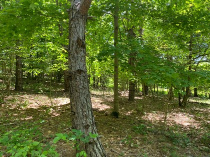 Southern Tier Hunting land NY