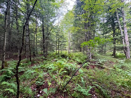 Adirondack land for sale NY