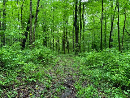 NY Southern Tier land for sale