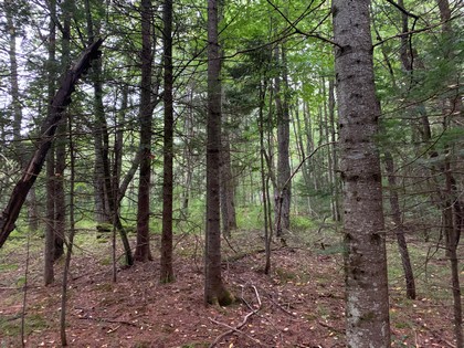 NY hunting land for sale in Steuben NY