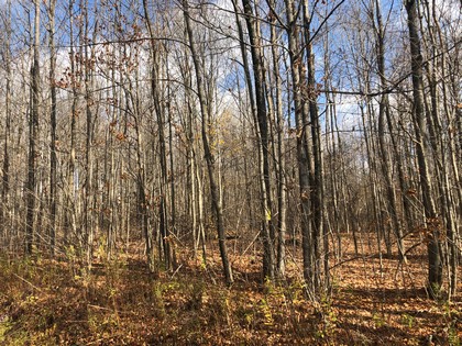 NY forest land for sale Pharsalia NY