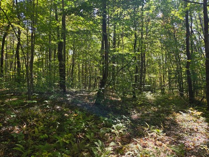 Adirondack NY land for sale, adirondacks, land and camps, ny properties, christmas associates