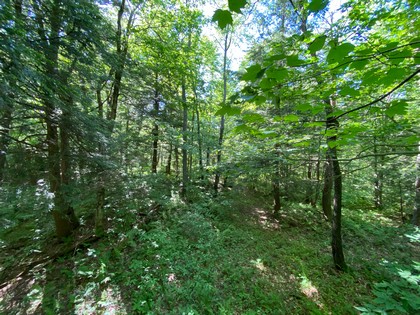 NY land for sale in Orwell NY state