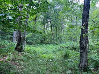 NY waterfront land for sale, land and camps, ny waterfront properties, ny lakefront land, christmas associates