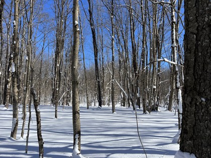 NY land for sale
