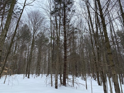 NY hunting land for sale in New Lisbon NY