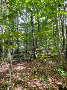 NY  land for sale in Lewis NY