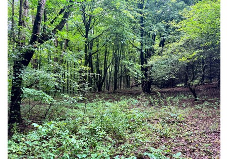 Finger Lakes NY land for sale