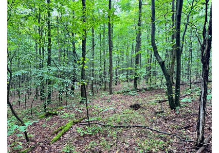 Finger lakes NY land for sale