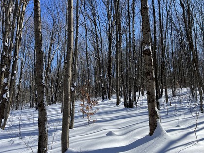 NY land for sale