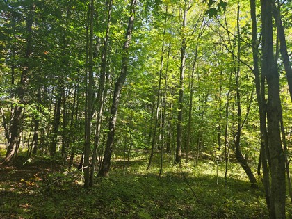 Adirondack NY land for sale