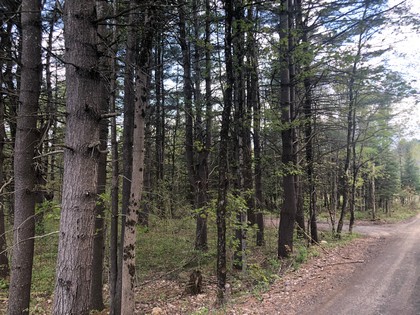 NY land for sale - western Adirondacks