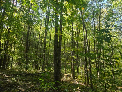Adirondack NY land for sale