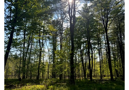 Land for sale in Tug Hill NY