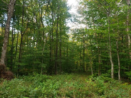 NY  land for sale in Lewis NY