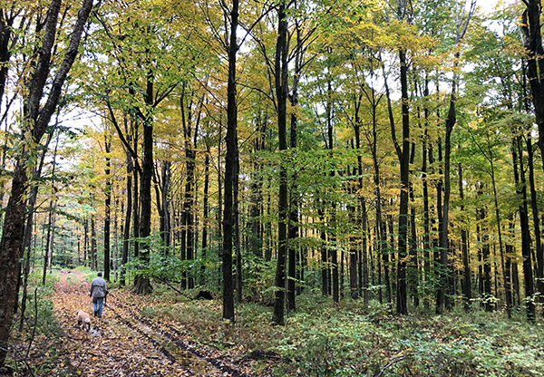 Land for sale NY Hunting Pictures Fishing Pictures Man On Trail From Land And Camps