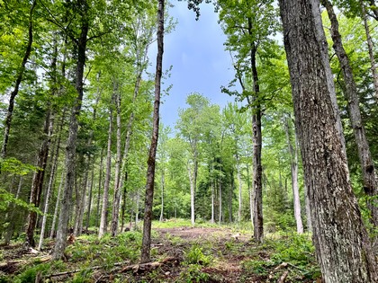 Adirondack waterfront land for sale NY
