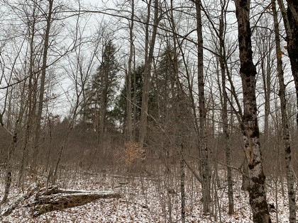 NY hunting land for sale in Diana NY