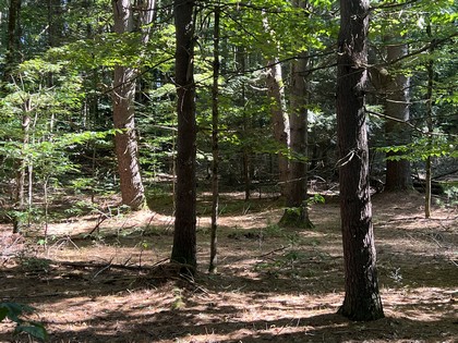 Land for sale near Oneida Lake NY