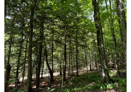NY hunting land for sale