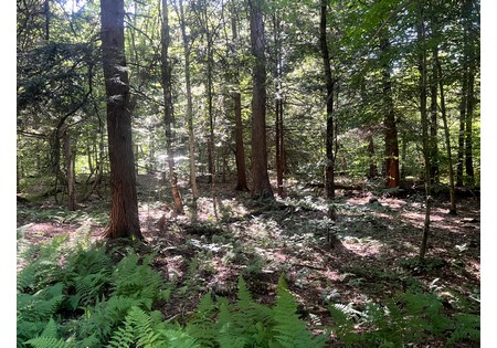 NY hunting land for sale