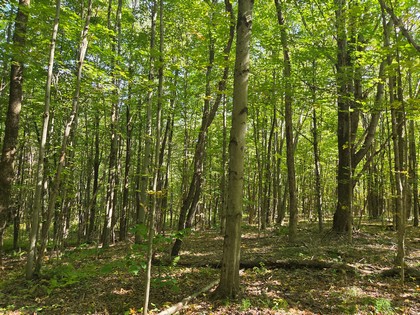 Adirondack NY land for sale, adirondacks, land and camps, ny properties, christmas associates