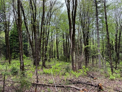 NY land for sale Tug Hill