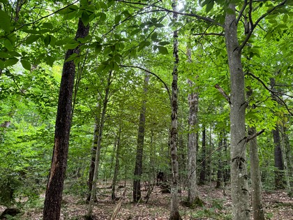 Tug Hill NY land for sale