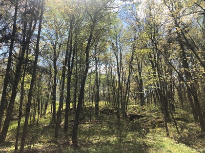 NY land for sale - Western Adirondack area