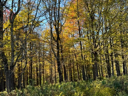 Chenango county NY land for sale