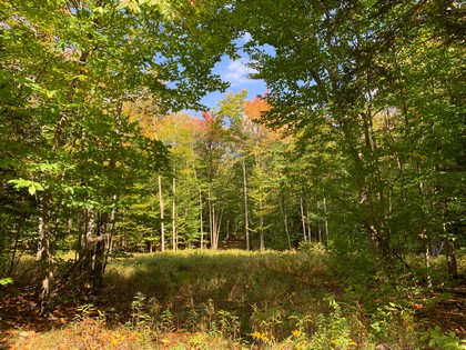 NY hunting land for sale Constantia NY