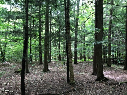 NY land for sale in Harford NY