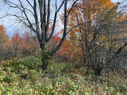 NY building lot for sale in Florence NY