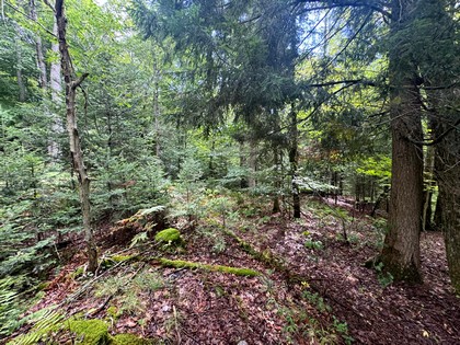 Adirondack land for sale