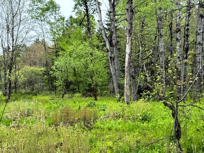 NY land for sale Tug Hill