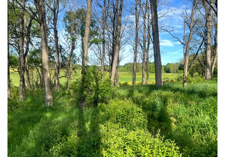 NY southern tier hunting land for sale