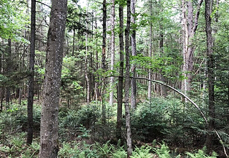 thumbnail image of hunting land for sale adirondacks image of trees and greenery 