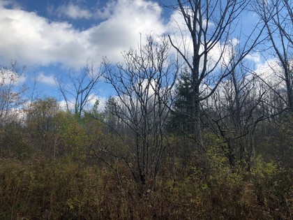 NY forest land for sale Pharsalia NY