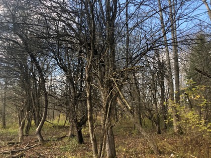 NY forest land for sale Pharsalia NY