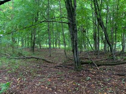 NY hunting land for sale in Steuben NY