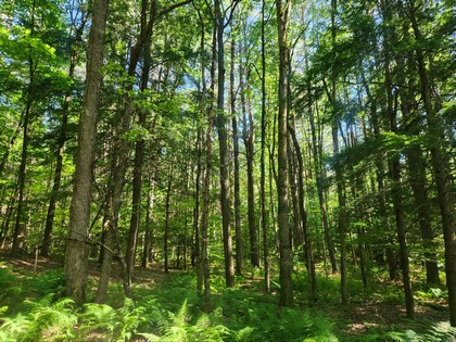 NY land and camp for sale